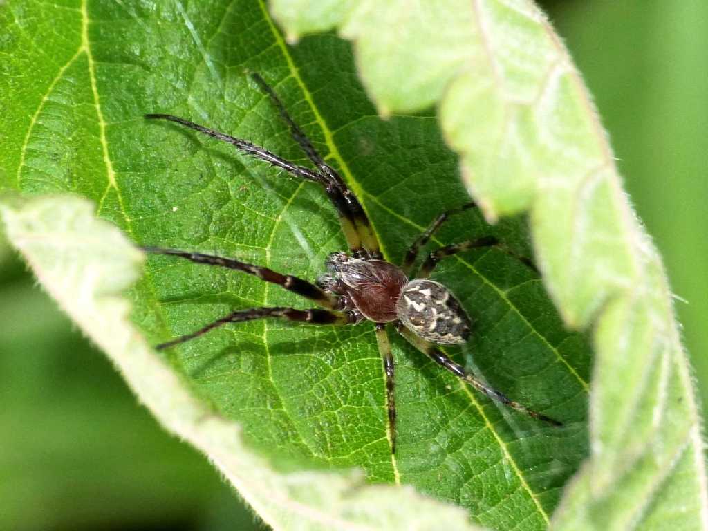 Rassegna di Larinioides cornutus - Caffarella (RM)
